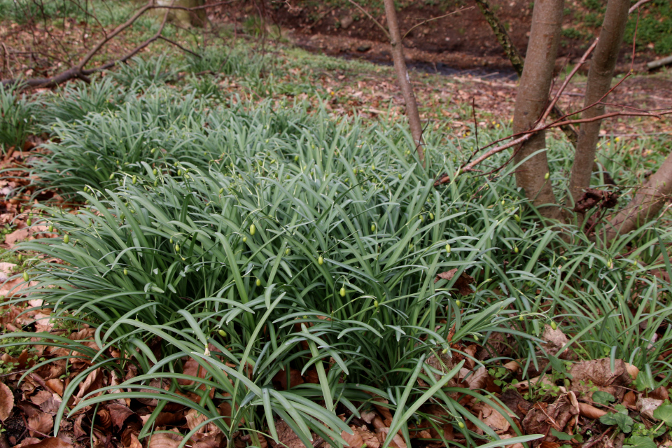 Подснежник белоснежный (дат. Vintergæk, лат. Galanthus Nivalis). Конгео (Kongeå, Foldingbro), Дания. 8 апр. 2023