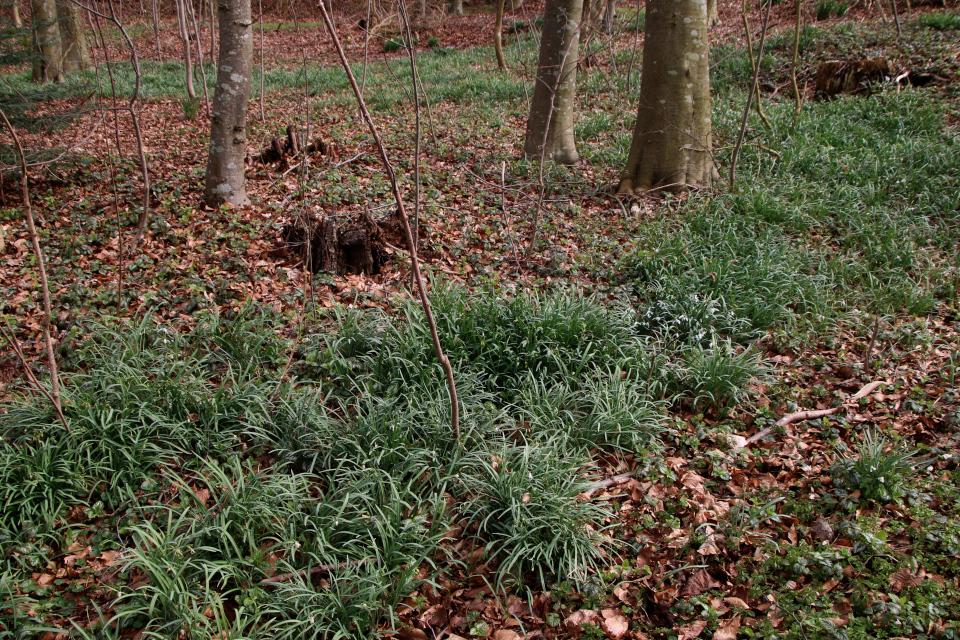 Подснежник белоснежный (дат. Vintergæk, лат. Galanthus Nivalis). Конгео (Kongeå, Foldingbro), Дания. 8 апр. 2023 