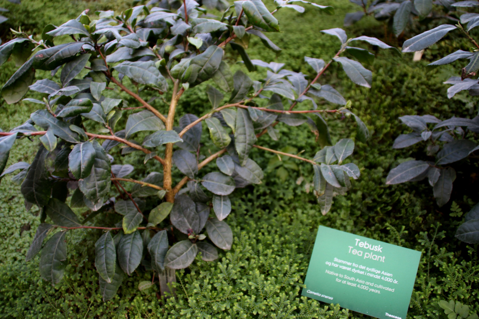 Чай, Чайный куст, или камелия китайская (лат. Camellia sinensis), ботанический сад Орхус, Дания. 17 января 2015