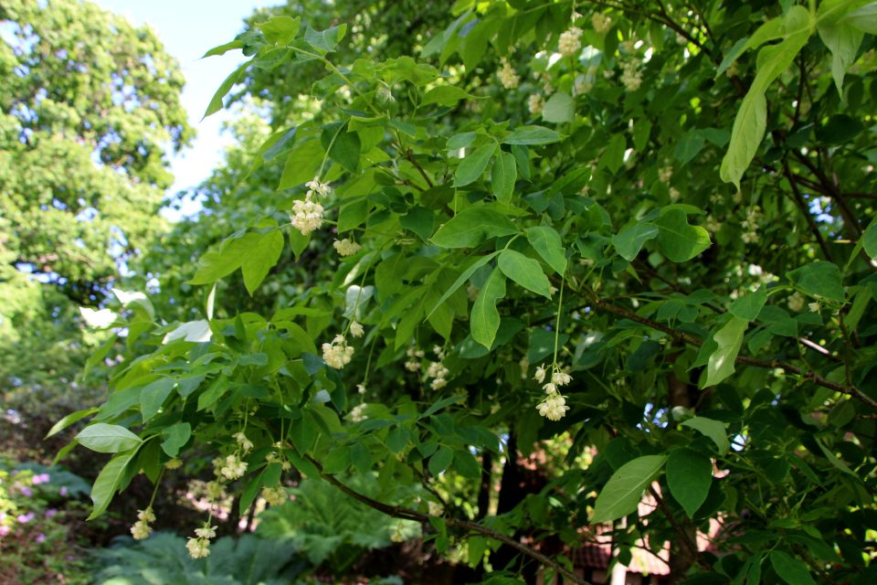 Almindelig blærenød (дат. Клекачка перистая, лат. Staphylea pinnata). Ботанический сад Орхус 28 мая 2023, Дания 