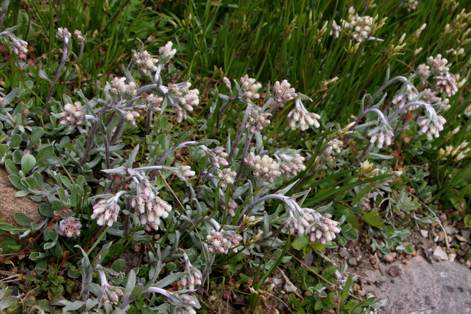 Антеннария Kанадская (дат. Kanadisk kattefod, лат. Antennaria canadensis), Ботанический сад Орхус 30 апреля 2023, Дания 