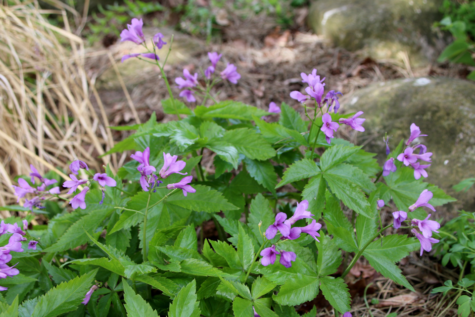 Зубянка железистая (лат. Dentaria glandulosa). Ботанический сад Орхус, Дания. 30 апреля 2023