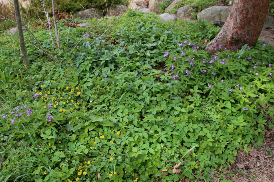 Зубянка железистая (лат. Dentaria glandulosa). Ботанический сад Орхус, Дания. 30 апреля 2023 