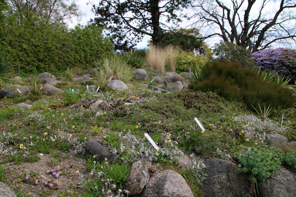 Родиола розовая (дат. Rosenrod, лат. Rhodiola rosea). Ботанический сад Орхус, Дания. 30 апр. 2023