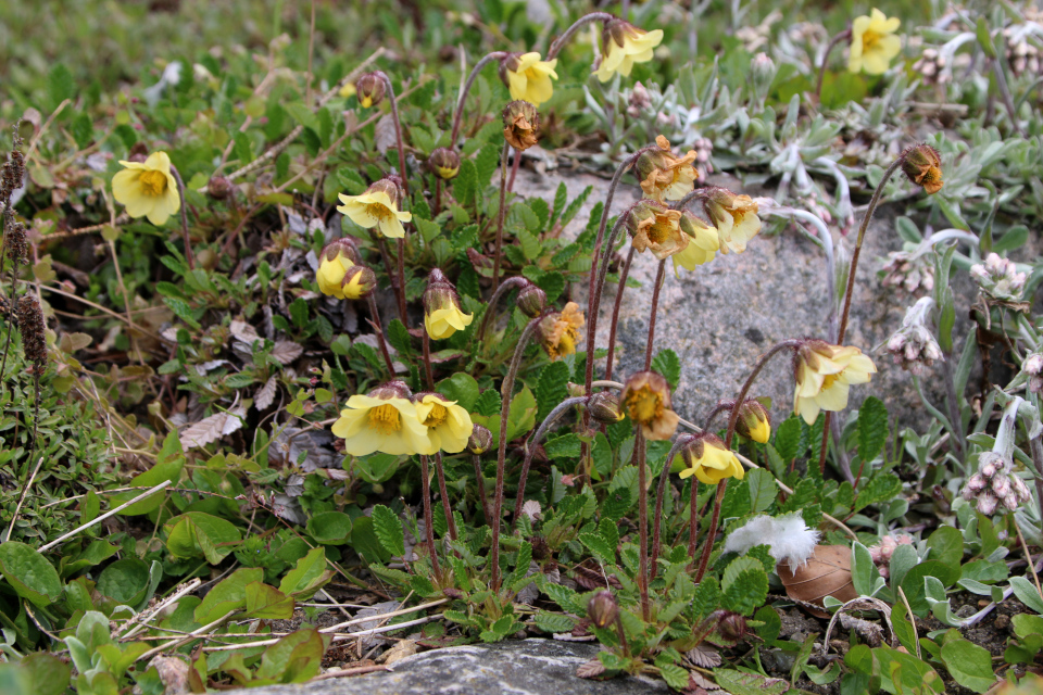 Дриада Драммонда (лат. Dryas drummondii. Ботанический сад Орхус, Дания. 30 апреля 2023