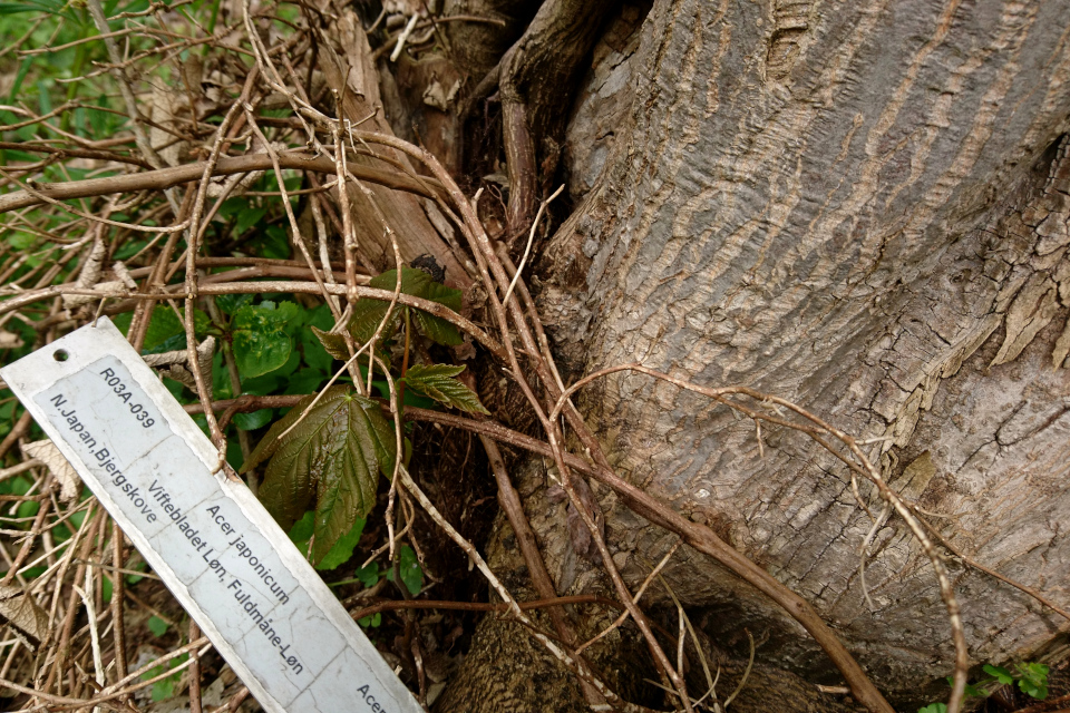 Клён японский (дат. Fuldmåneløn / Japansk Løn, лат. Acer japonicum). Ботанический сад Орхус, Дания. 30 апреля 2023