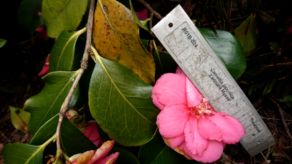 Камелия японская (дат. Japanese Camellia, лат. Camellia japonica 'Leonard Messel'). Ботанический сад Орхус, Дания. 30 апреля 2023 
