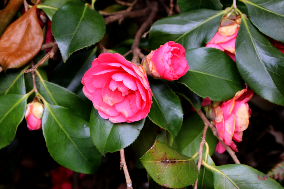 Камелия японская (дат. Japanese Camellia, лат. Camellia japonica 'Leonard Messel'). Ботанический сад Орхус, Дания. 30 апреля 2023