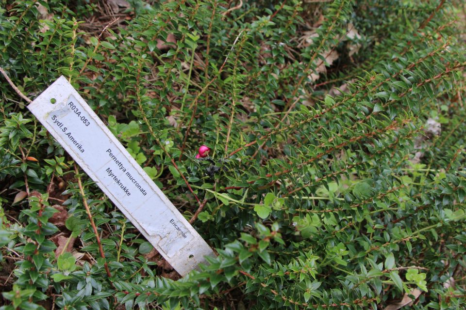 Гаультерия остроконечная (дат. Myrtekrukke, лат. Gaultheria Mucronata. Ботанический сад Орхус, Дания. 30 апреля 2023 