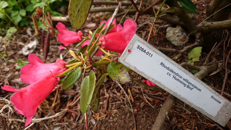 Рододендрон Вильямса (лат. Rhododendron williamsianum cv. Humming Bird). Ботанический сад Орхус, Дания. 30 апреля 2023