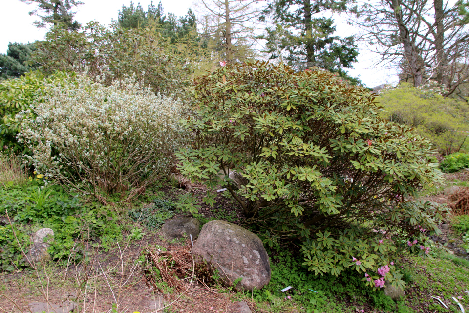 Ива швейцарская (дат. Dværgpil, лат. Salix helvetica). Рододендрон Дегрона (лат. Rhododendron degronianum). Ботанический сад Орхус, Дания. 30 апреля 2023 