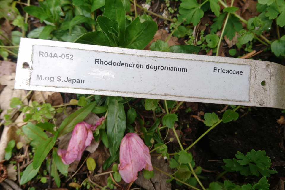 Рододендрон Дегрона (лат. Rhododendron degronianum). Ботанический сад Орхус, Дания. 30 апреля 2023 