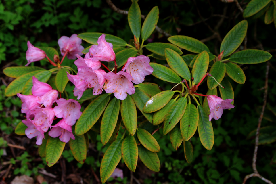 Рододендрон Дегрона (лат. Rhododendron degronianum). Ботанический сад Орхус, Дания. 30 апреля 2023 