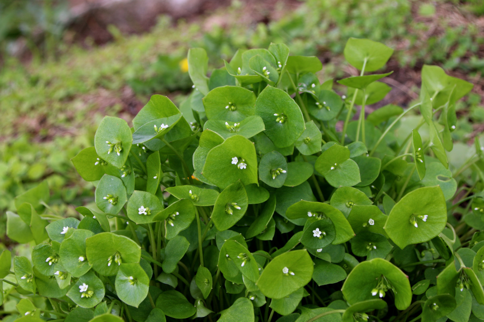 Клайтония пронзённолистная (дат. Spiselig Vinterportulak, лат. Claytonia perfoliata). Ботанический сад Орхус, Дания. 30 апреля 2023 