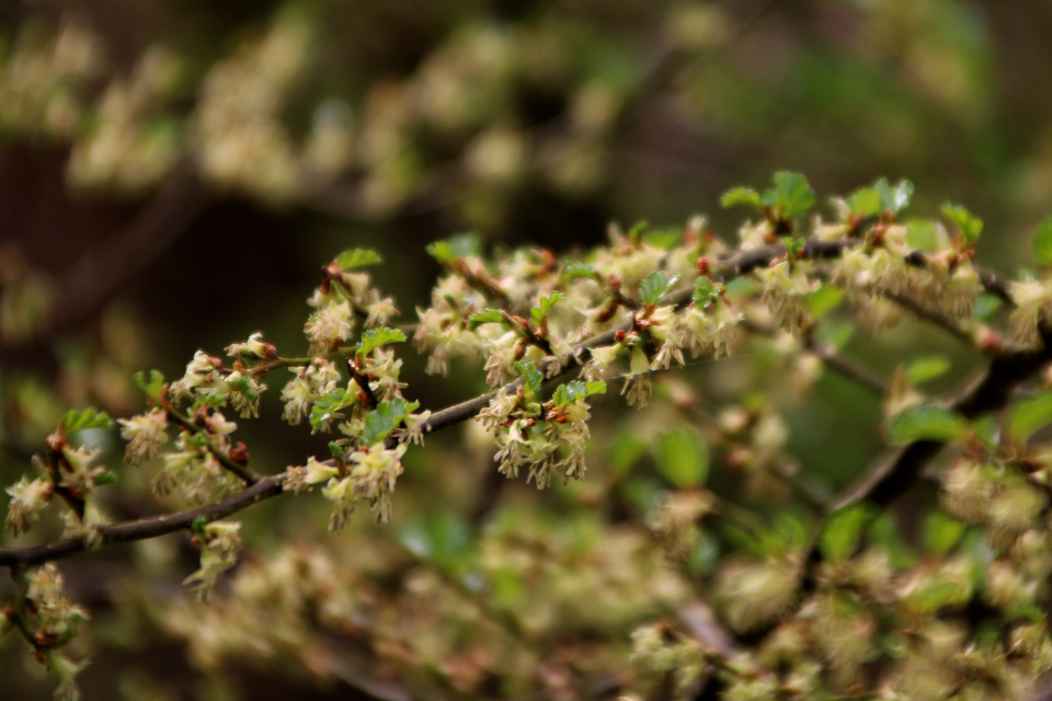 Нотофагус антарктический (дат. Sydbøg Antarktisk, лат. Nothofagus antarctica), Ботанический сад Орхус, 30 апр 2023, Дания