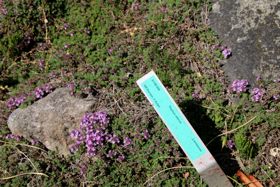Тимьян аттический (лат. Thymus atticus). Ботанический сад г. Орхус, Дания. 28 мая 2023 