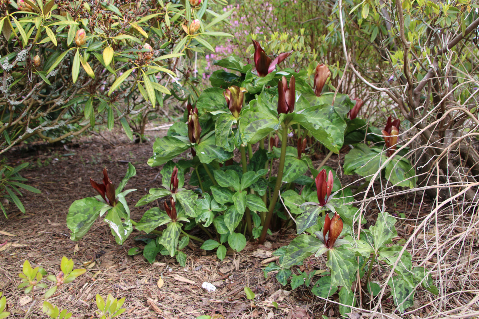 Триллиум гигантский (лат. Trillium chloropetalum var. giganteum), Ботанический сад Орхус 30 апреля 2023, Дания 