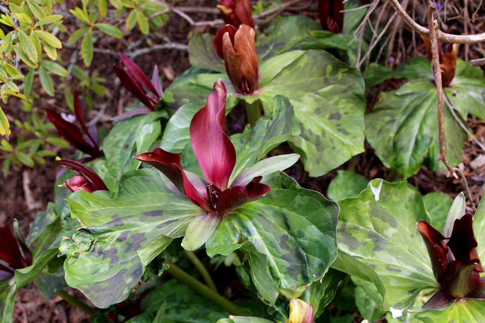 Триллиум гигантский (лат. Trillium chloropetalum var. giganteum), Ботанический сад Орхус 30 апреля 2023, Дания