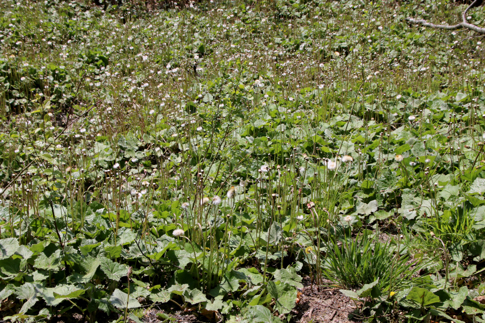 Обрыв, Мать-и-мачеха (дат. Følfod, лат. Tussilago farfara). Трельде-Нэс (Trelde Næs), Фредерисия, Дания. 7 мая 2023 