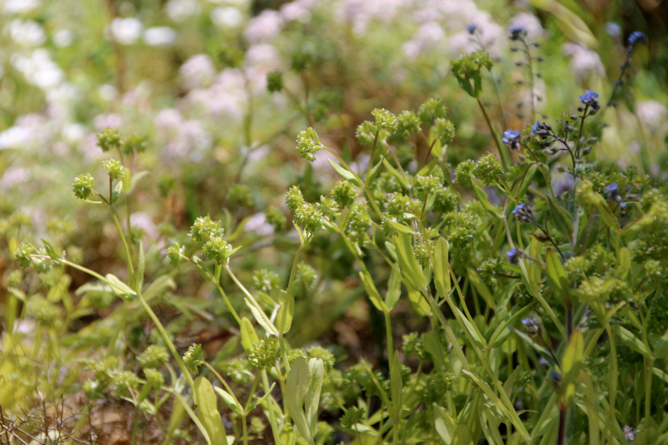 Полевой салат или Валерианелла колосковая (дат. Tandfri vårsalat / Feldsalat, лат. Valerianella locusta). Ботанический сад Орхус 28 мая 2023, Дания 