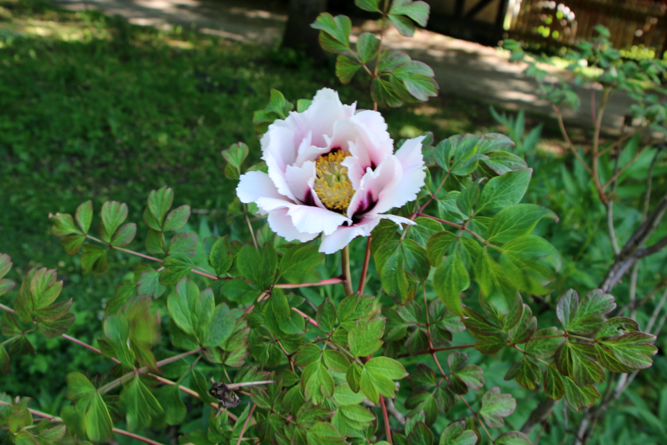 Пион Делавея (дат. Yunnan-Træpæon, лат. Paeonia delavayi). Ботанический сад, г. Орхус, Дания. 28 мая 2023 