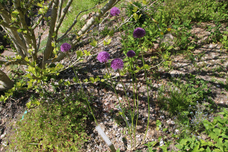Лук исполинский (дат. Kæmpeprydløg, лат. Allium giganteum). Ботанический сад Орхус 28 мая 2023, Дания 