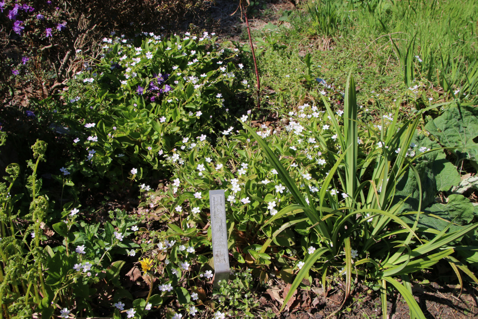 Клейтония сибирская (дат. Sibirisk Vinterportulak, лат. Claytonia sibirica). Ботанический сад Орхус 12 мая 2023, Дания Клейтония сибирская (дат. Sibirisk Vinterportulak, лат. Claytonia sibirica). Ботанический сад Орхус 12 мая 2023, Дания