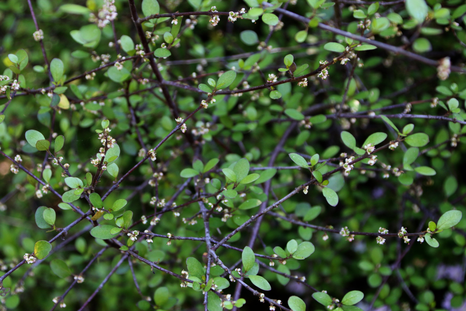 Аристотелия ягодная (Aristotelia fruticosa, Hook.f., 1852). Ботанический сад Орхус 28 мая 2023, Дания 