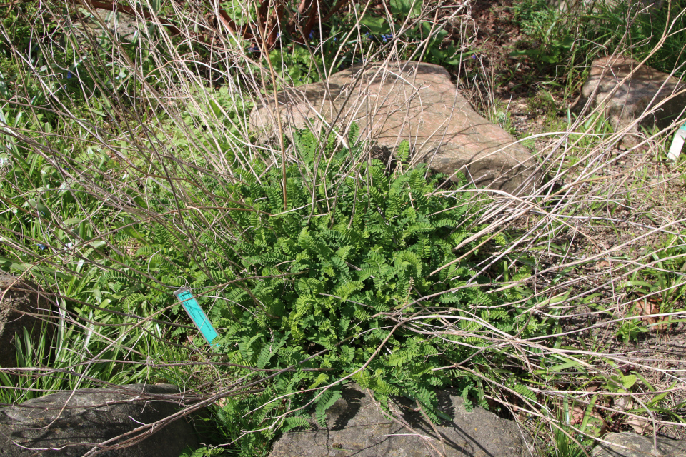 Астрагал альпийский (лат. astragalus centralpinus).Ботанический сад Орхус, Дания. 30 апреля 2023 