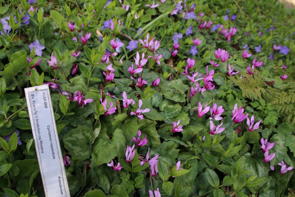 Цикламен выемчатый (лат. Cyclamen repandum, Барвинок малый (дат. Liden singrøn, лат. Vinca minor), Ботанический сад Орхус 30 апреля 2023, Дания