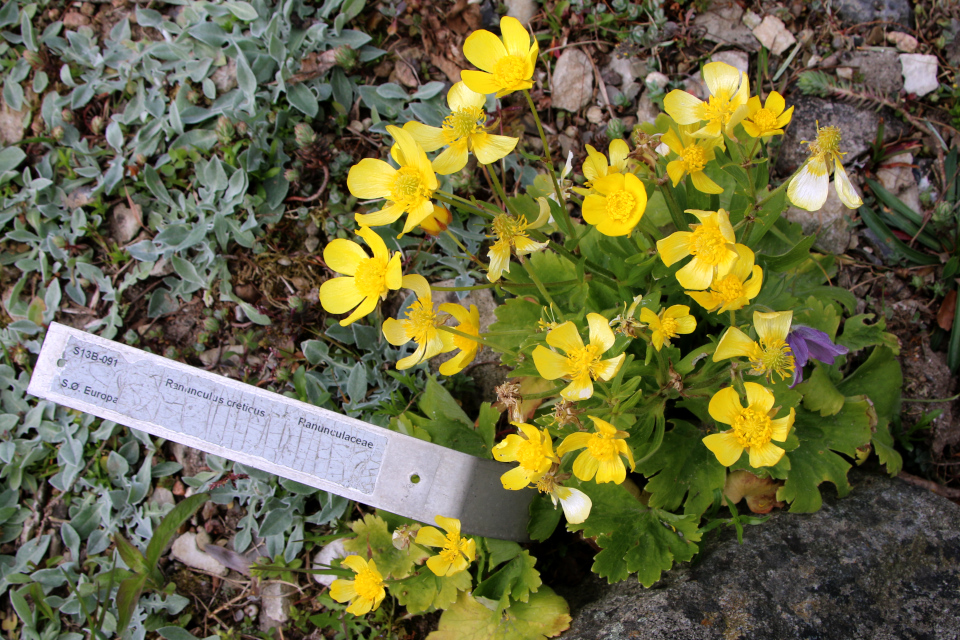 Лютик критский (дат. Kreta-Ranunkel, лат. Ranunculus creticus). Ботанический сад Орхус, Дания. 30 апреля 2023