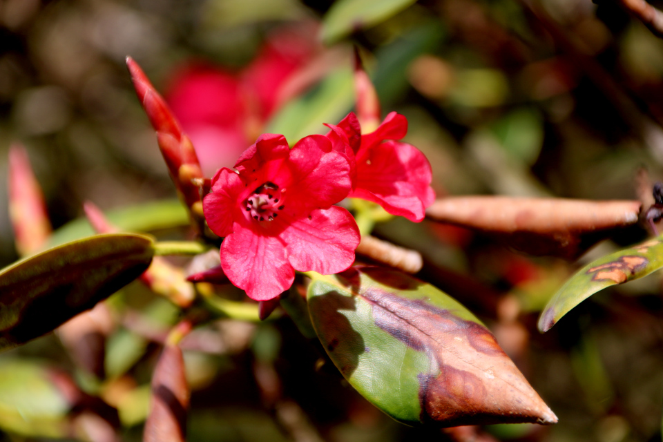 Рододендрон фулгенс (лат. Rhododendron fulgens), Ботанический сад Орхус 30 апреля 2023, Дания 