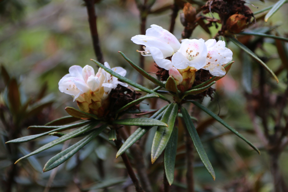 Рододендрон Рокси (лат. Rhododendron roxieanum var. oreonastes). Ботанический сад Орхус, Дания. 30 апреля 2023 