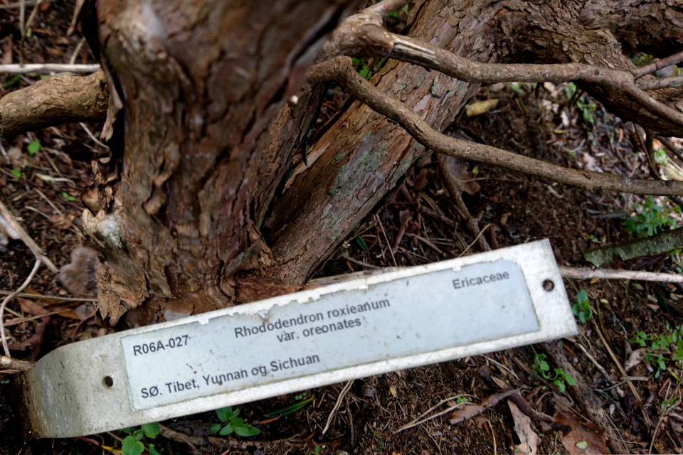 Рододендрон Рокси (лат. Rhododendron roxieanum var. oreonastes). Ботанический сад Орхус, Дания. 30 апреля 2023