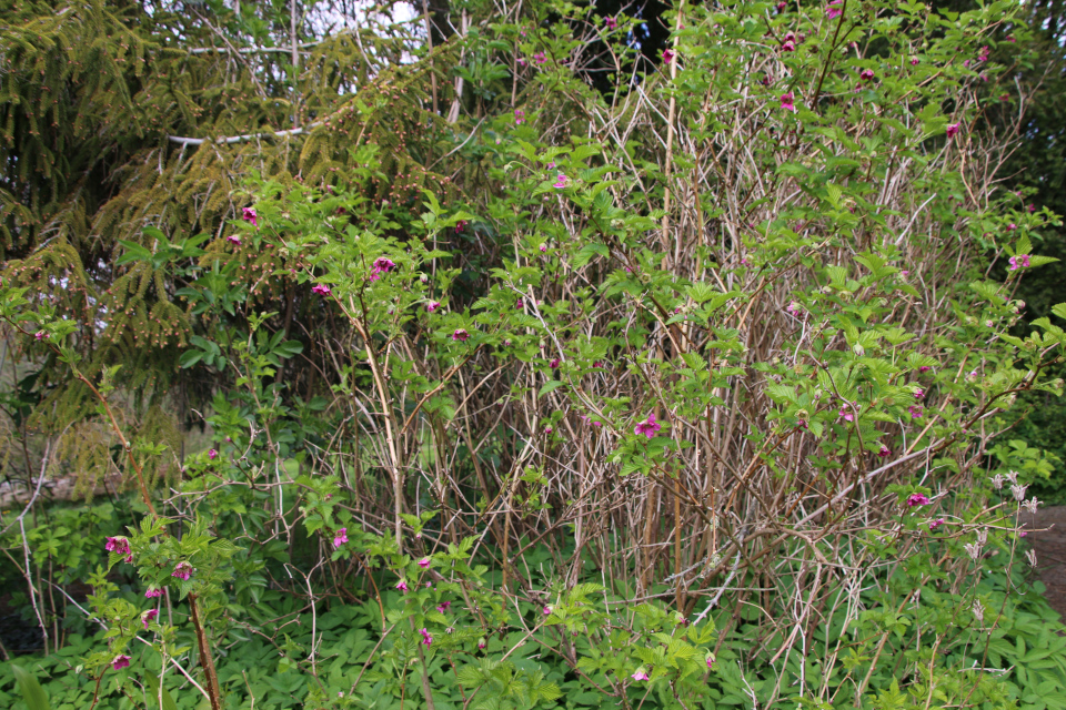 Малина душистая (дат. Rosebrombær, лат. Rubus odoratus). Ботанический сад Орхус, Дания. 30 апреля 2023 