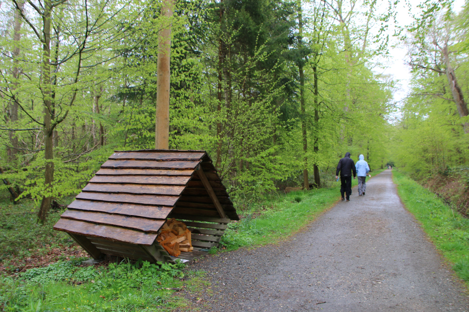 Дрова в лесу.Турбаза Трельде-нэс (trelde-næs camping), Фредерисия, Дания. 5 мая 2023 