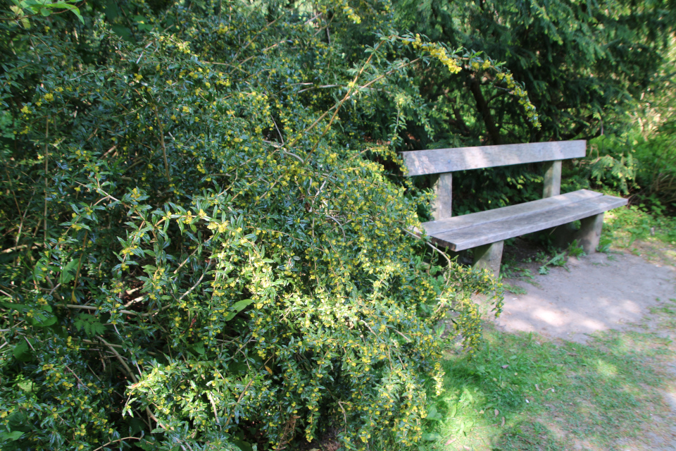 Барбарис бородавчатый (дат. Vorteberberis, лат. Berberis verruculosa). Лесной ботанический сад Орхус, Дания. 21 мая 2023 