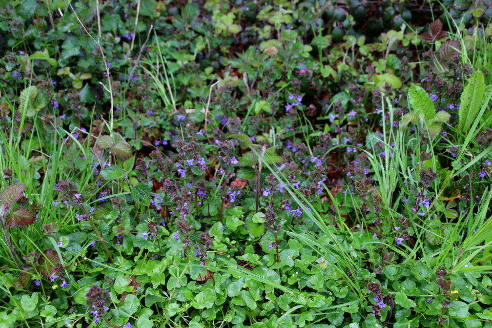 Будра плющевидная (дат. Korsknap, лат. Glechoma hederacea). Датский природный канон, Трельде-Нэс. Дания. 6 мая 2023 