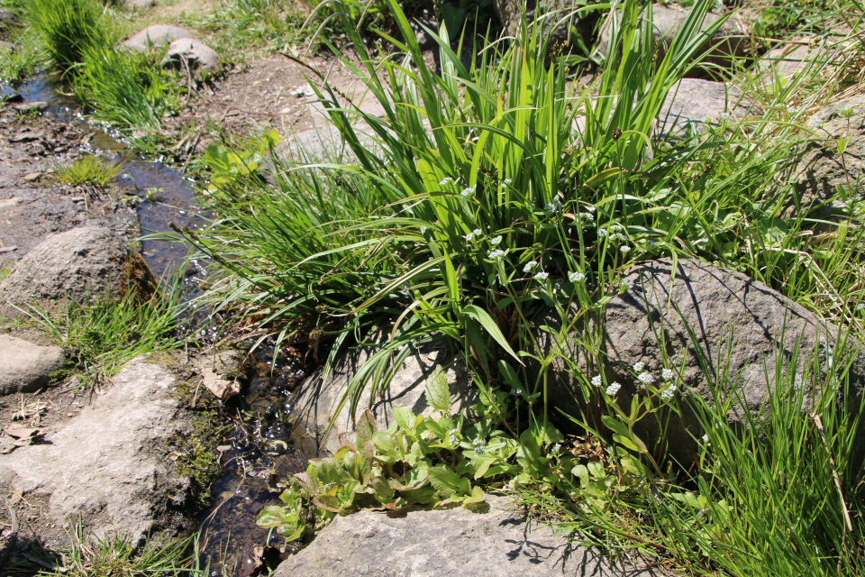 Полевой салат (дат. Tandfri vårsalat / Feldsalat, лат. Valerianella locusta), 12 мая 2023, ботанический сад, г. Орхус, Дания