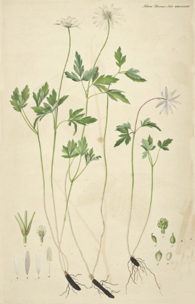 Ветреница апеннинская бледная. (дат. Blegblå, лат. Anemone apennina L. var. pallida Lange). Флора Даника (1871)