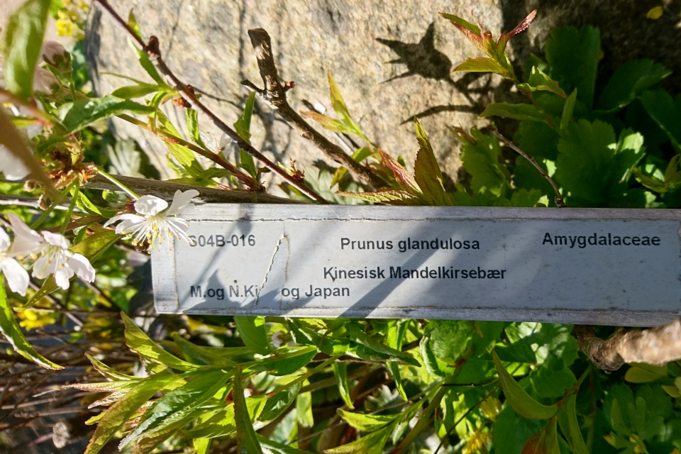 Вишня железистая (дат. Kinesisk Mandel Kirsebær, лат. Prunus Glandulosa). Ботанический сад Орхус 12 мая 2023, Дания 