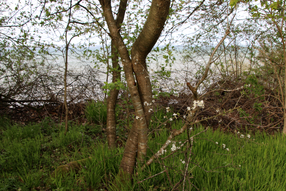 Черешня, или Вишня птичья (дат. Fuglekirsebær, лат. Prunus avium). Флора Трельде-нэс, Фредерисия, Дания. 6 мая 2023 