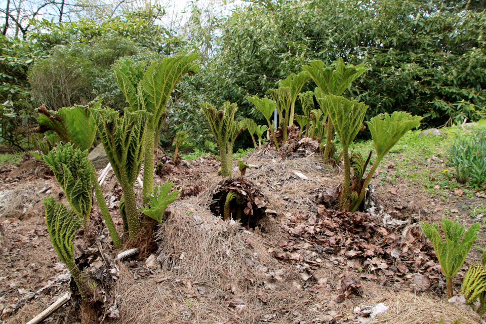  Гуннера влагалищная (дат. Mammutblad, лат. Gunnera manicata). Ботанический сад Орхус, Дания. 30 апреля 2023