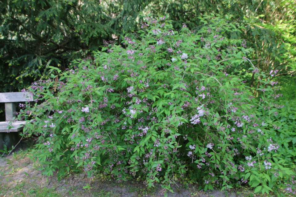 Дейция пурпуровая (дат. Stjernetop kalmiiflora, лат. Deutzia kalmiiflora). Лесной ботанический сад Орхус 21 мая 2023, Дания 