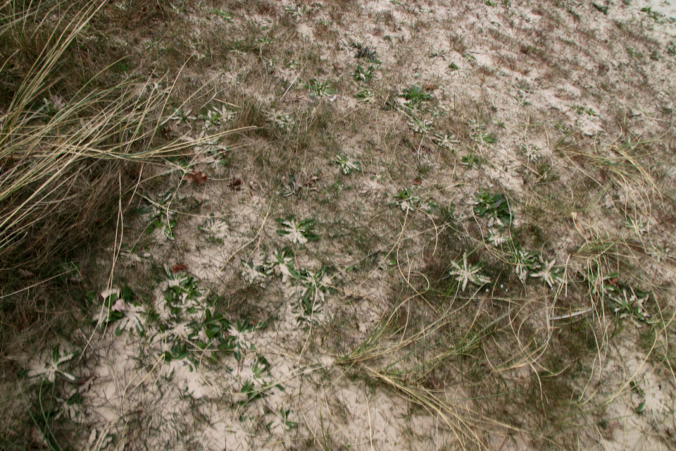 Крупка Весенняя (дат. Vårgæslingeblomst, лат.Draba verna). Дюны Видбьерг, Бёркоп, Дания. 5 мая 2023 