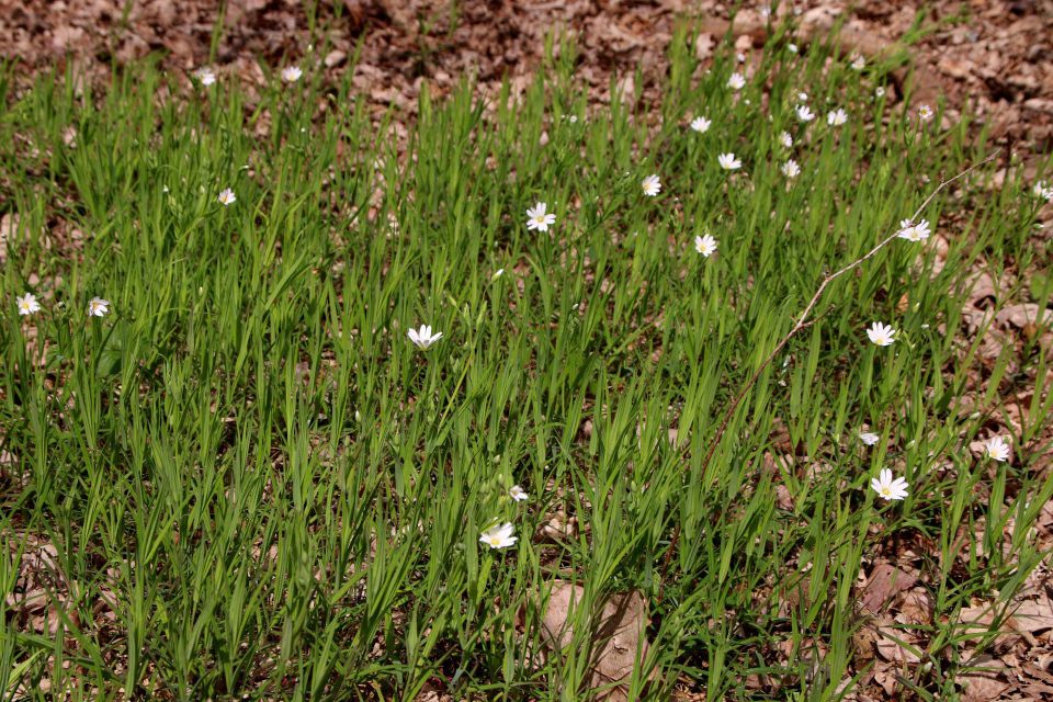 Звездчатка ланцетовидная (дат. Stor fladstjerne, лат. Stellaria holostea). Видбьерг (Hvidbjerg), Бёркоп, Дания. 5 мая 2023