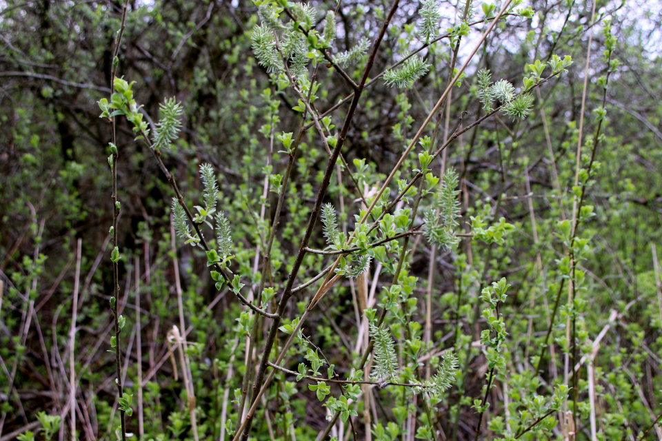 Ива пепельная (дат. Gråpil, лат. Salix cinerea). Рандс-фьорд, 6 мая 2023 