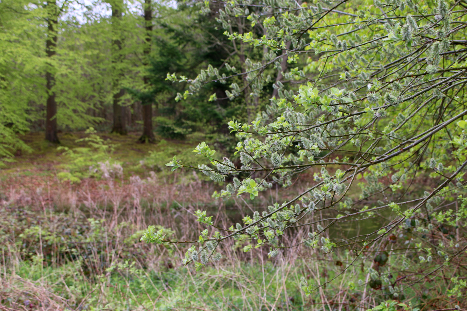 Ива пепельная (дат. Gråpil, лат. Salix cinerea). Флора Трельде-нэс, Фредерисия, Дания. 6 мая 2023 