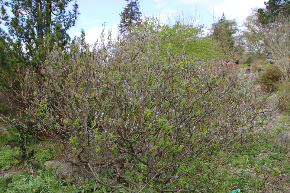 Ива ушастая (дат. Øret pil, лат. Salix aurita). Ботанический сад Орхус, Дания. 30 апреля 2023 