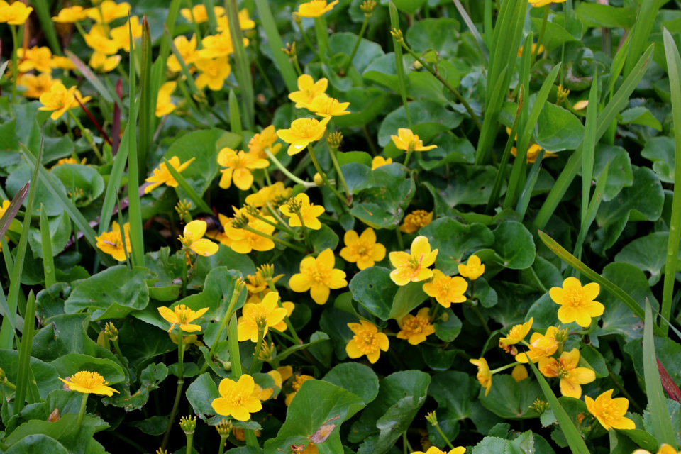 Калужница болотная (дат. Engkabbeleje, лат. Caltha palustris). Рандс-фьорд, 6 мая 2023 